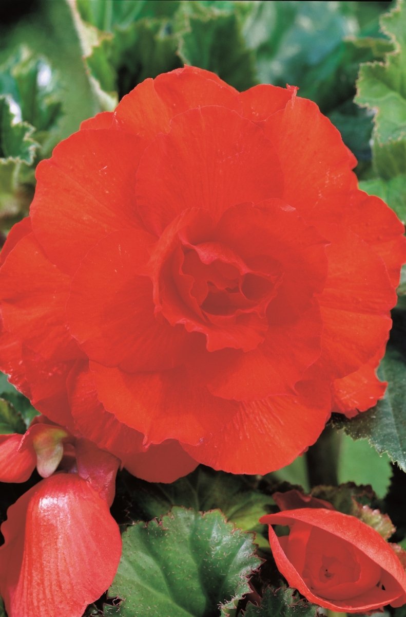 Begonia - Double Orange