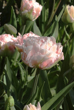 Tulip - Dreamer