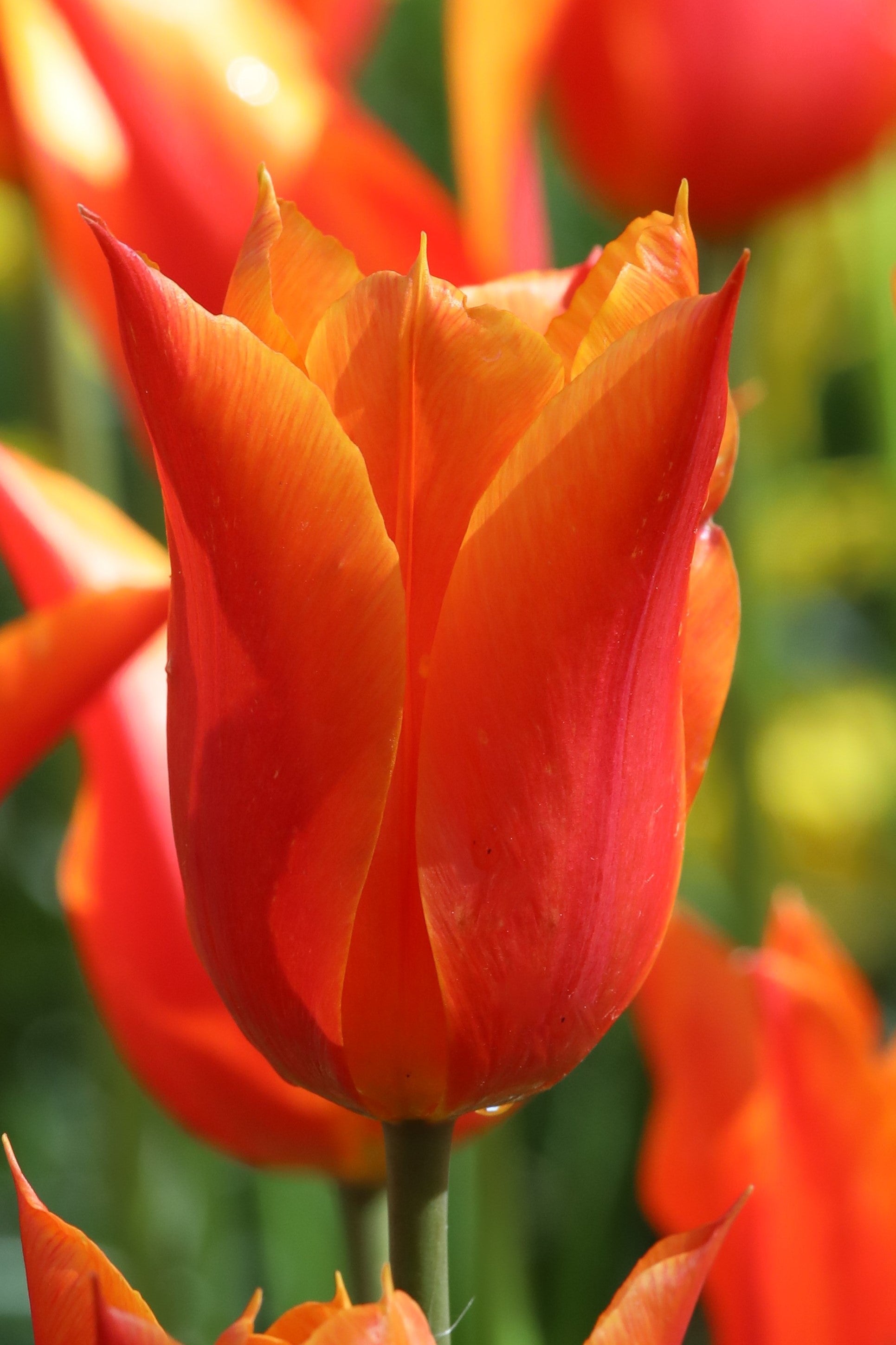 Lily flowering tulip Dutch Dancer: Elegant blossoms with a dancer's flair.