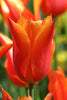 Lily flowering tulip Dutch Dancer: Elegant blossoms with a dancer's flair.