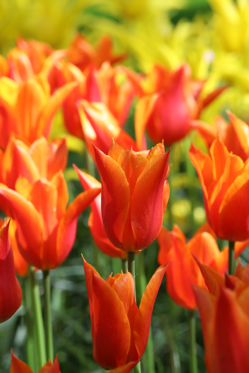 Lily flowering tulip dutch dancer has orange with red pointy petals