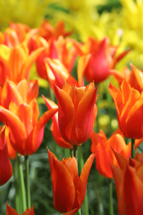 Tulip - Dutch Dancer