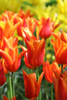 Lily flowering tulip dutch dancer has orange with red pointy petals