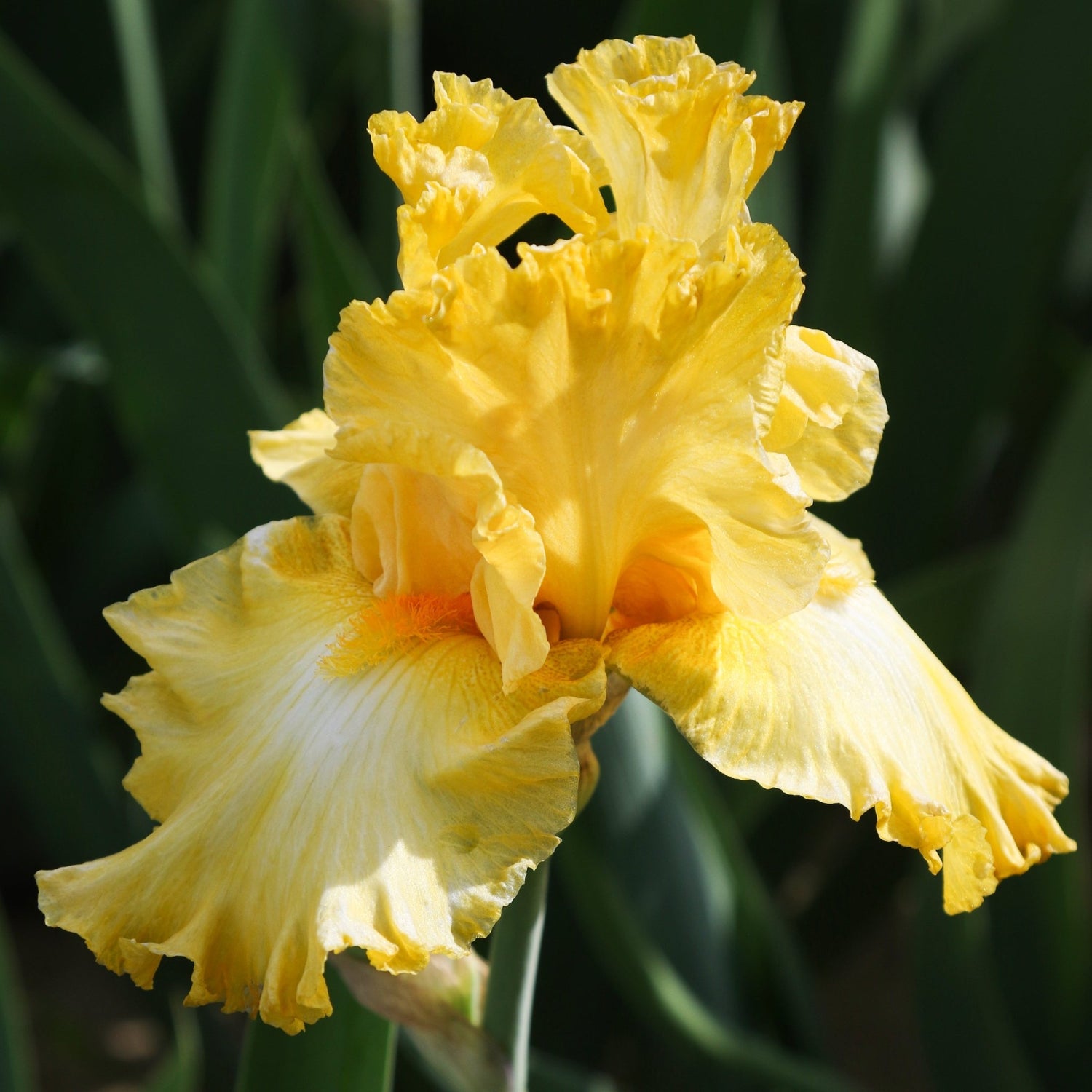Bearded Iris - Earl of Essex