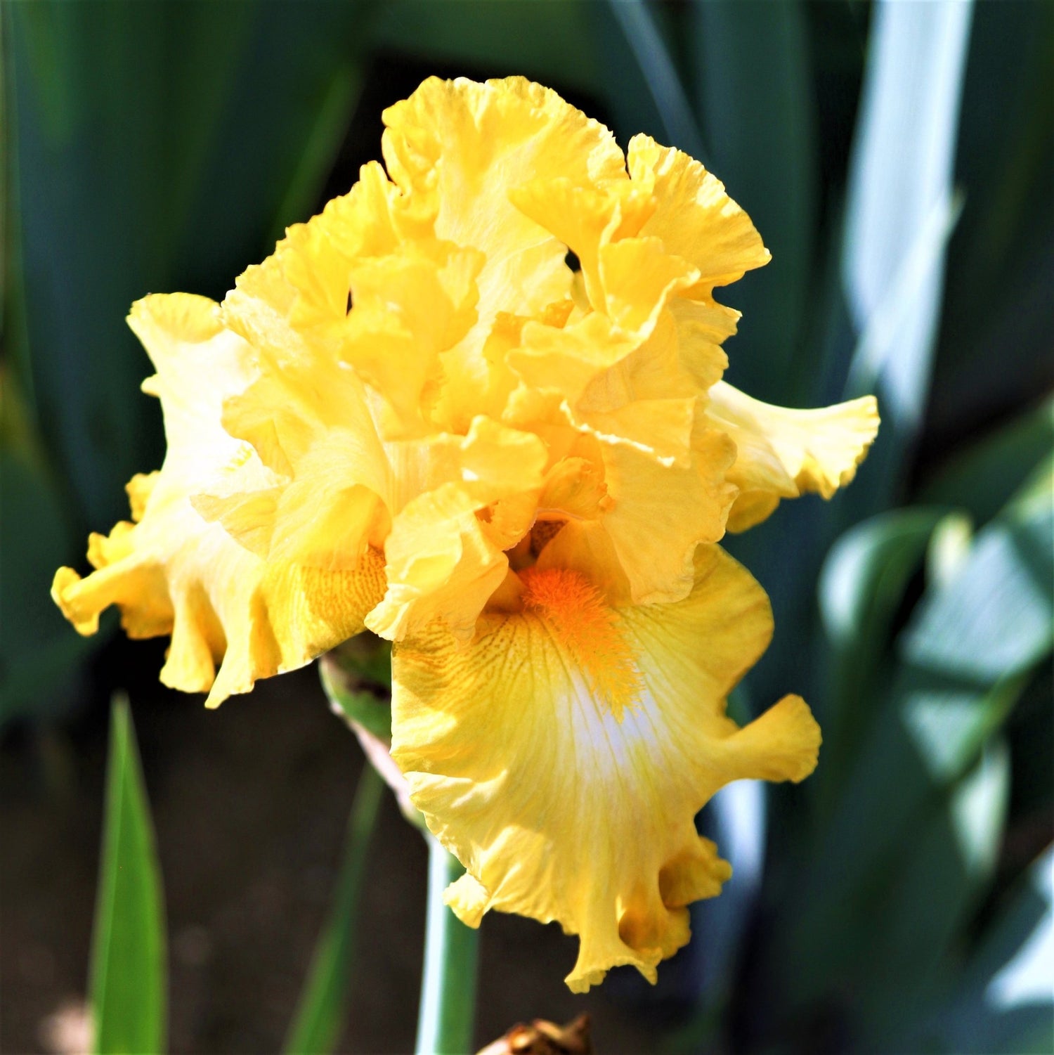 Bearded Iris - Earl of Essex
