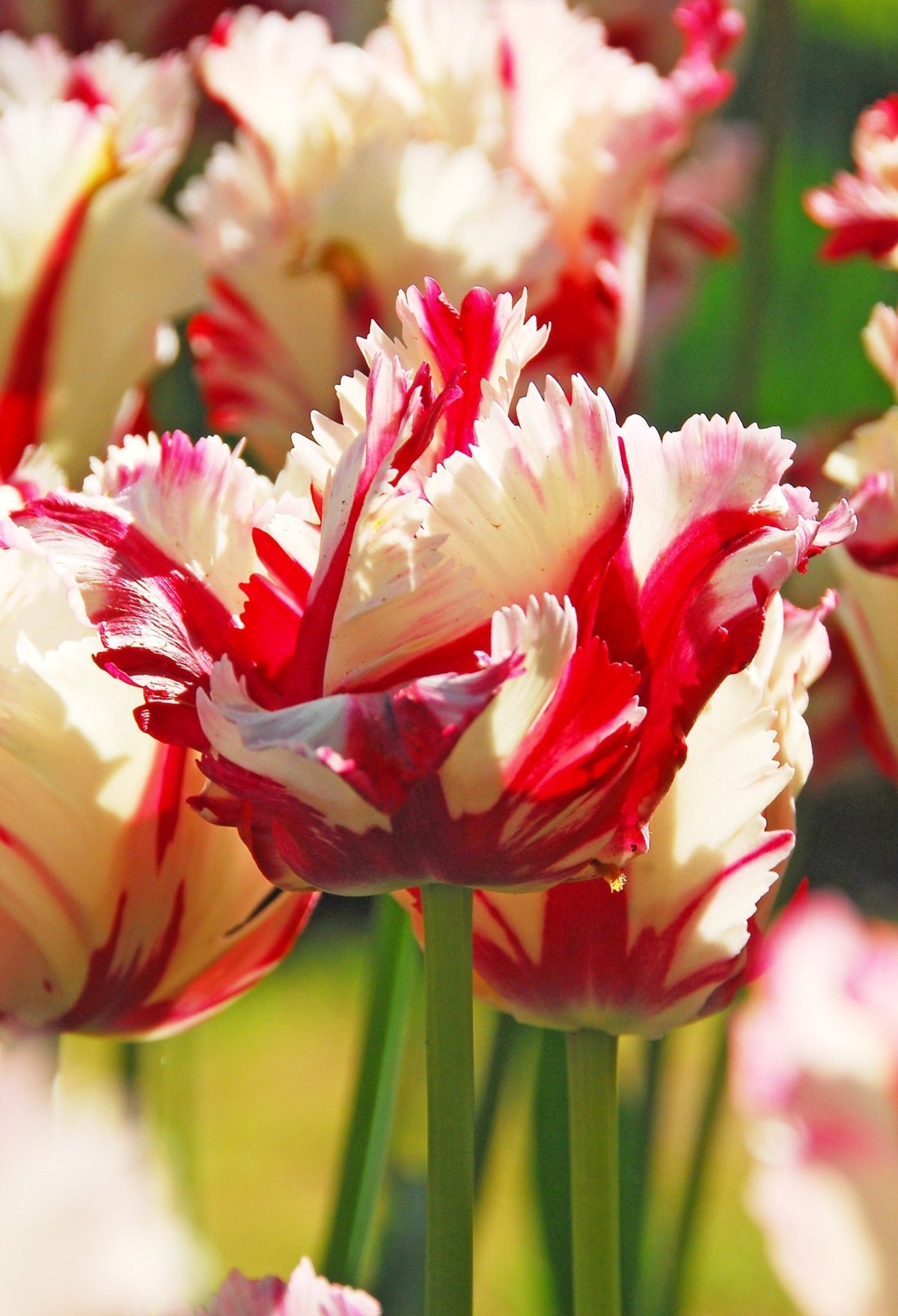 Tulip - Estella Rijnveld
