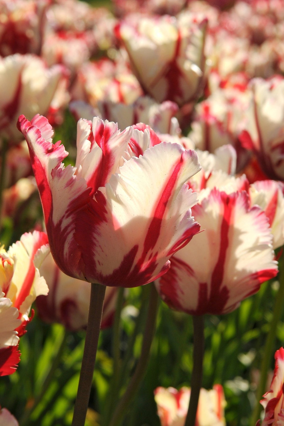 Tulip - Estella Rijnveld