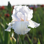 Bearded Iris - Eternal Bliss