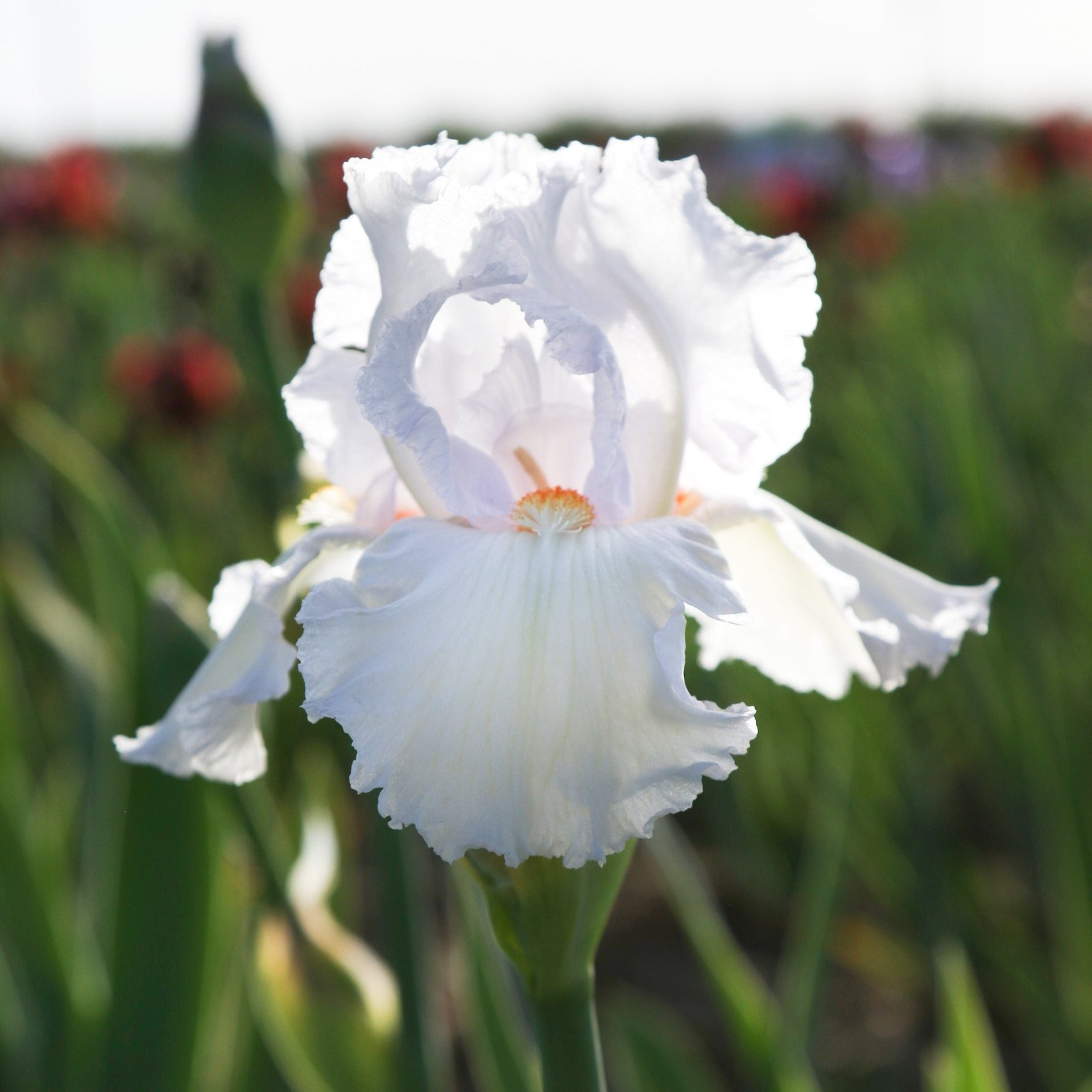 Bearded Iris - Eternal Bliss