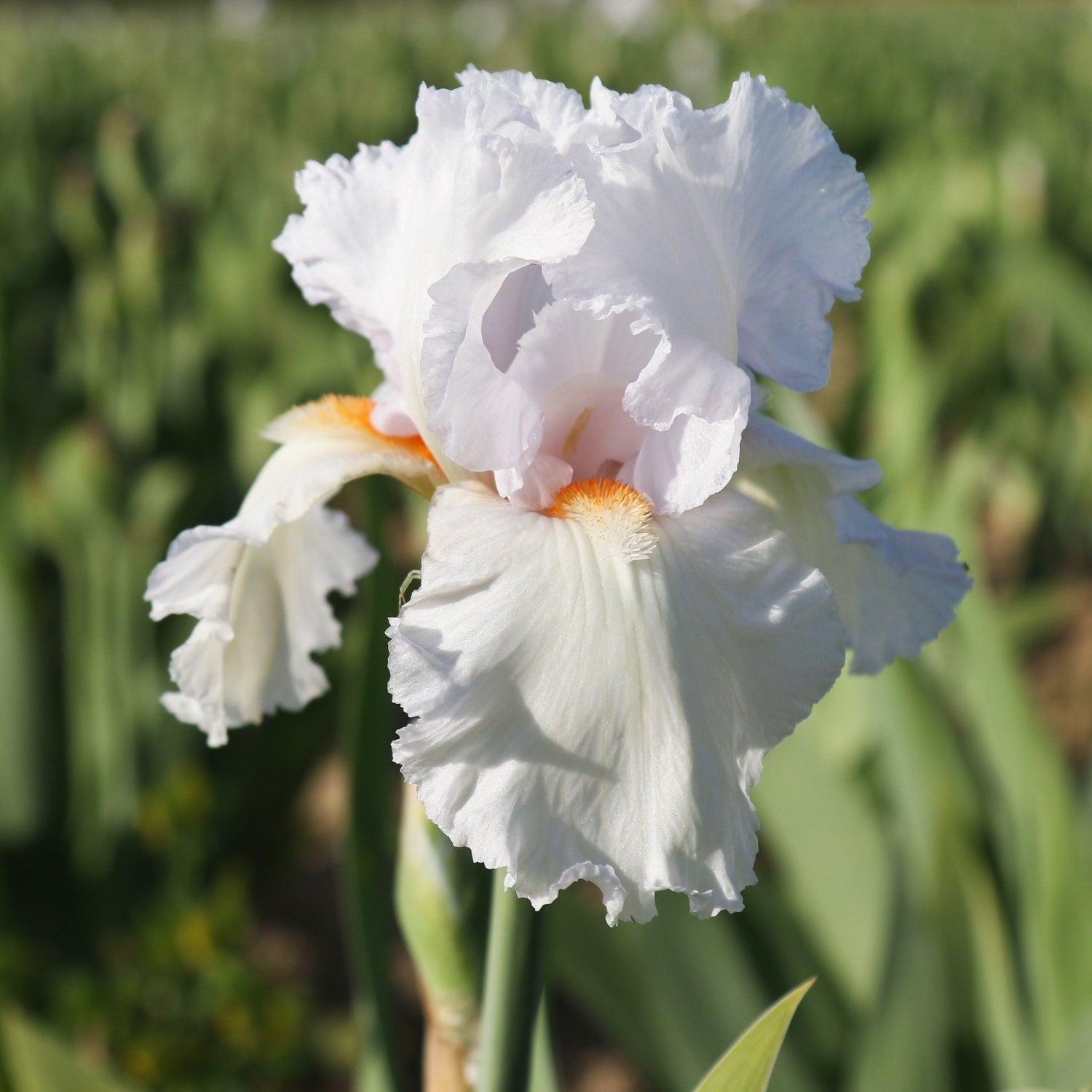 Bearded Iris - Eternal Bliss