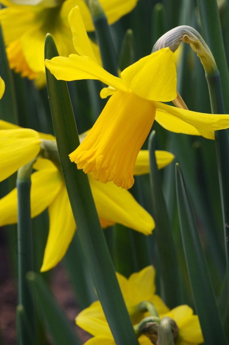 Daffodil - February Gold