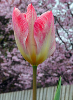 Tulip - Flaming Emperor