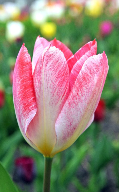 Tulip - Flaming Emperor