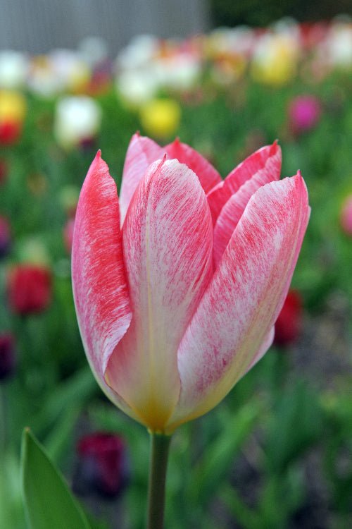 Tulip - Flaming Emperor