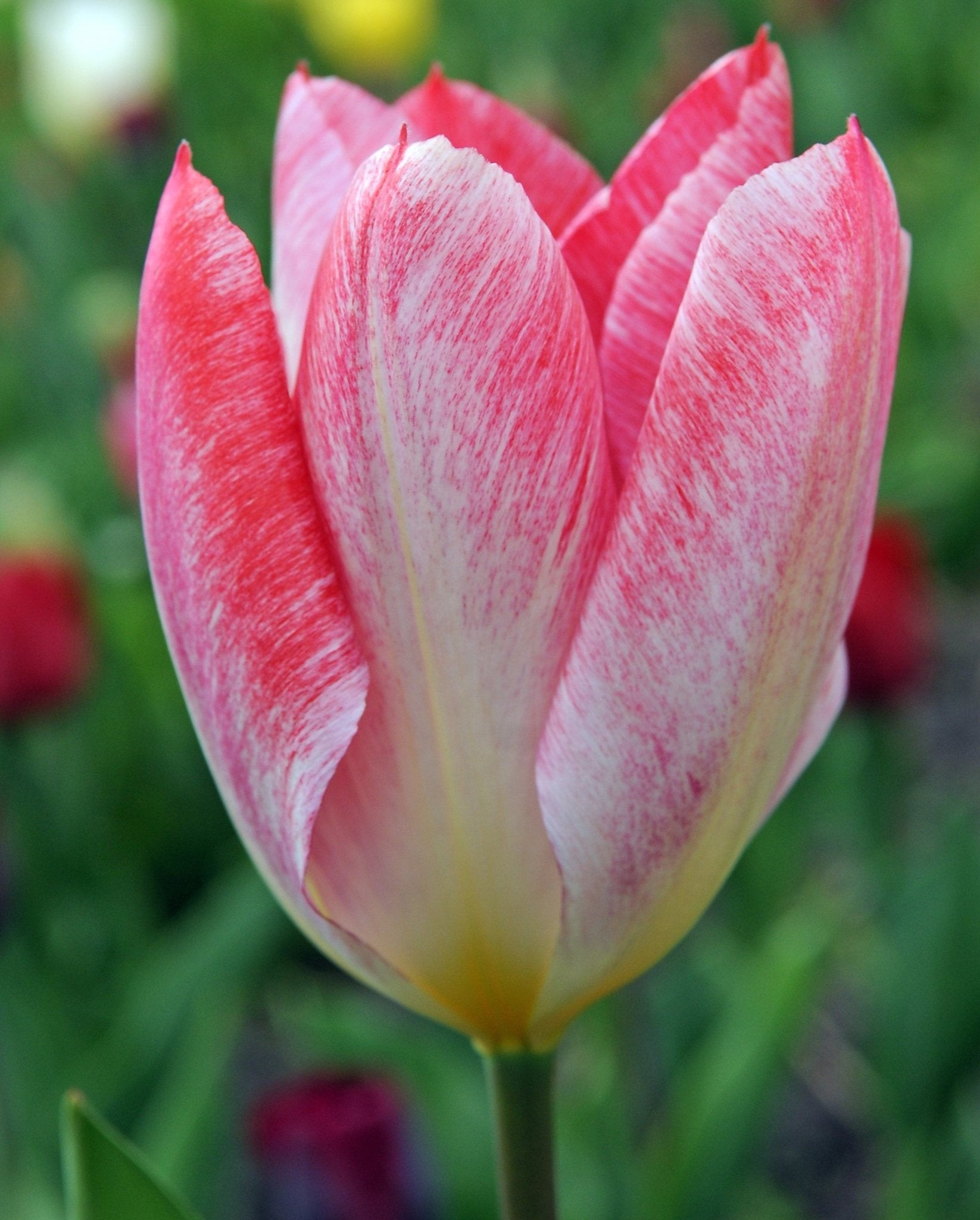 Tulip - Flaming Emperor
