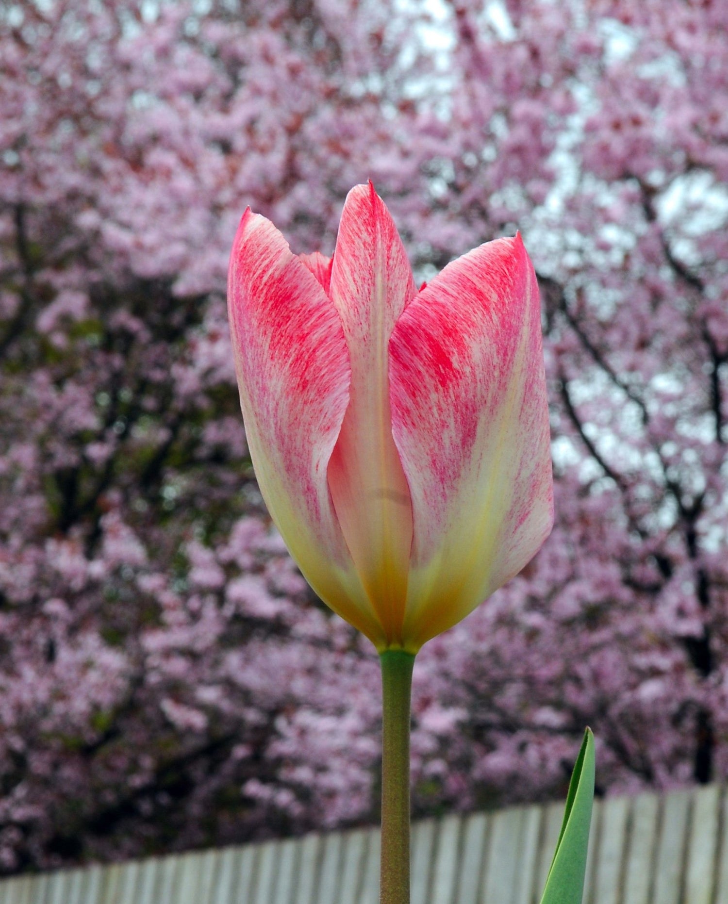 Tulip - Flaming Emperor