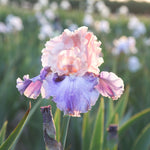 Bearded Iris - Florentine Silk