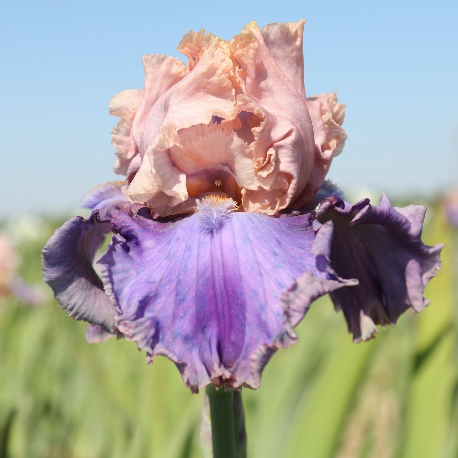 Bearded Iris - Florentine Silk