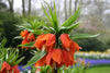 Fritillaria - Rubra