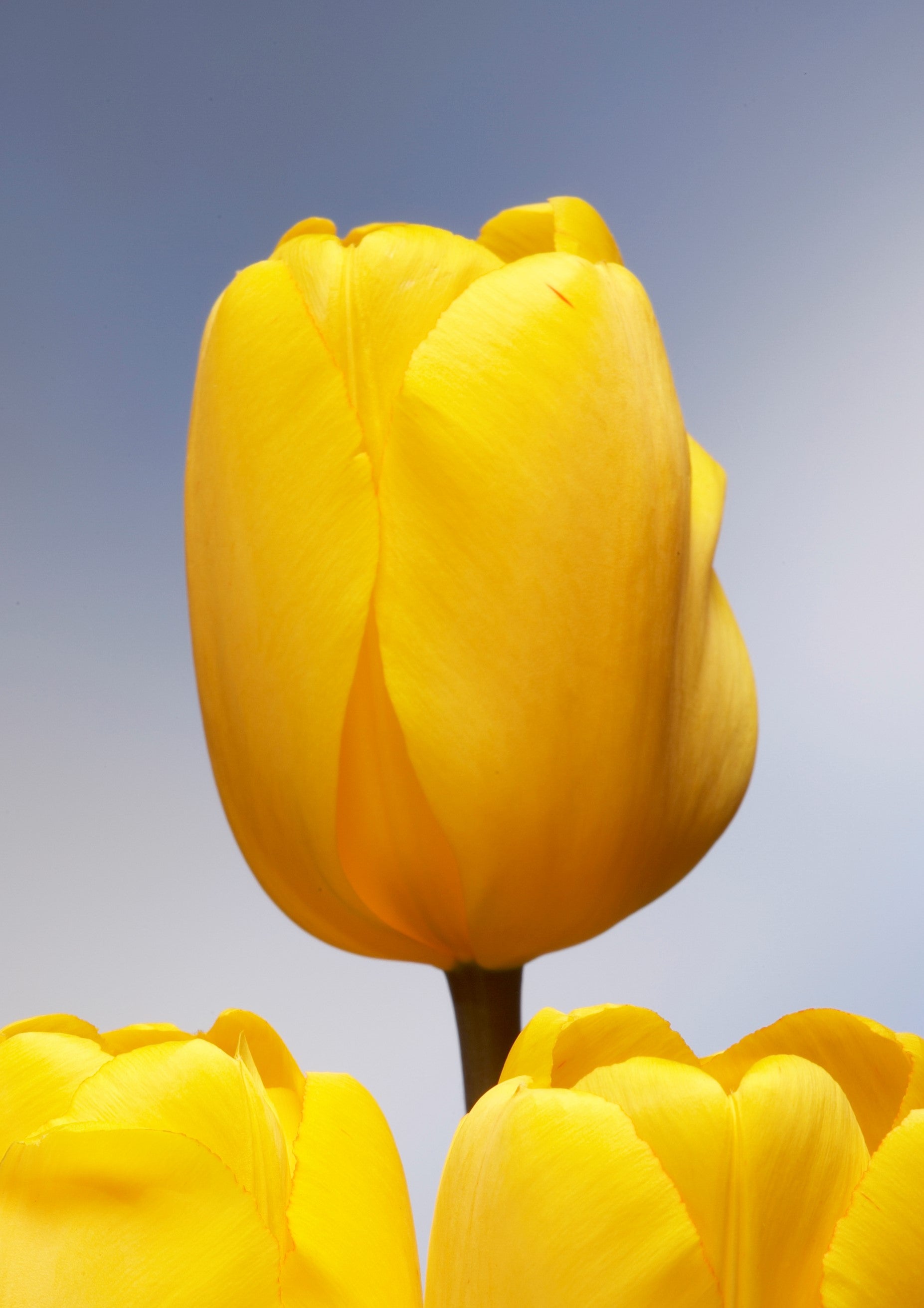 Close-up of a darwin hybrid golden oxford tulip, yellow-golden blooms