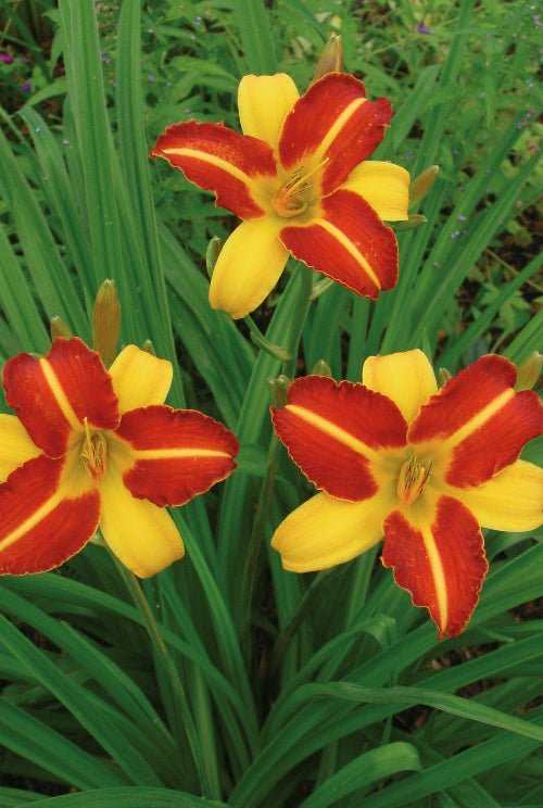 Daylily - Frans Hals