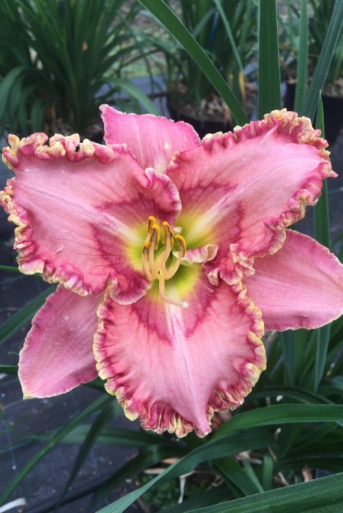 Daylily - Princess Tutu