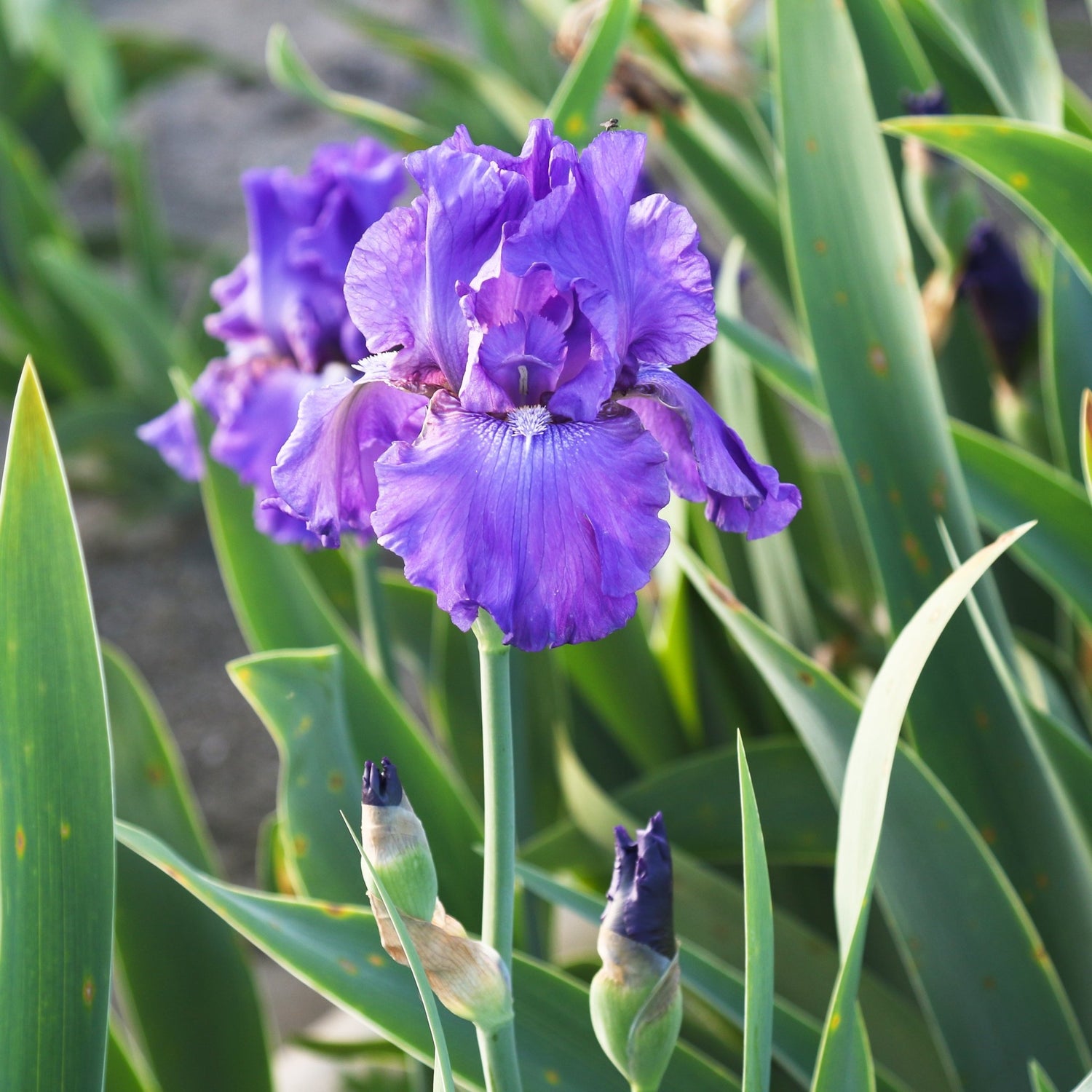 Bearded Iris - His Royal Highness