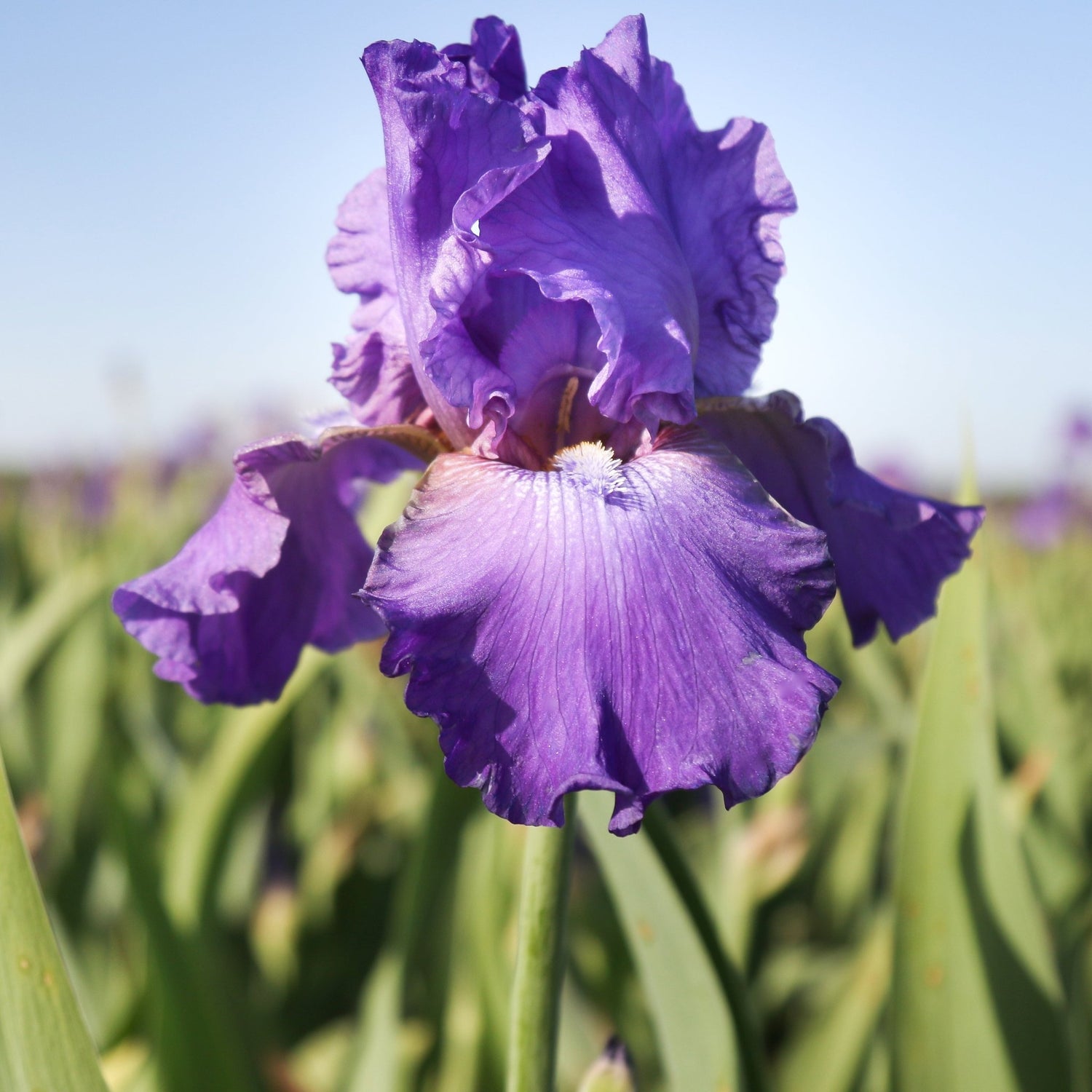 Bearded Iris - His Royal Highness