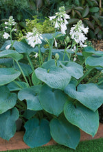 Hosta - Bressingham Blue