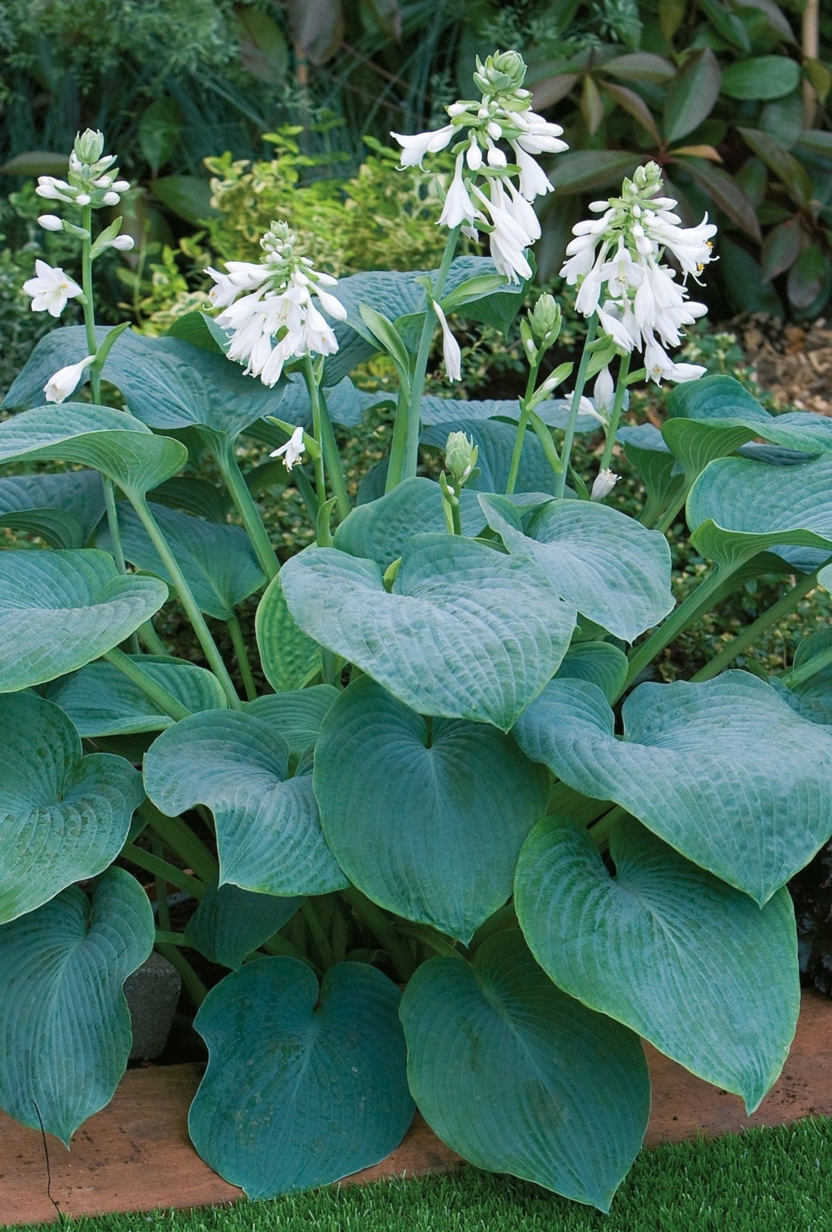 Hosta - Bressingham Blue