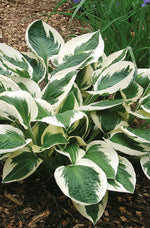Hosta - Patriot