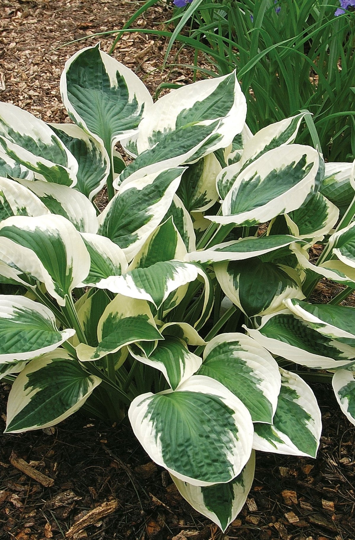 Hosta - Patriot