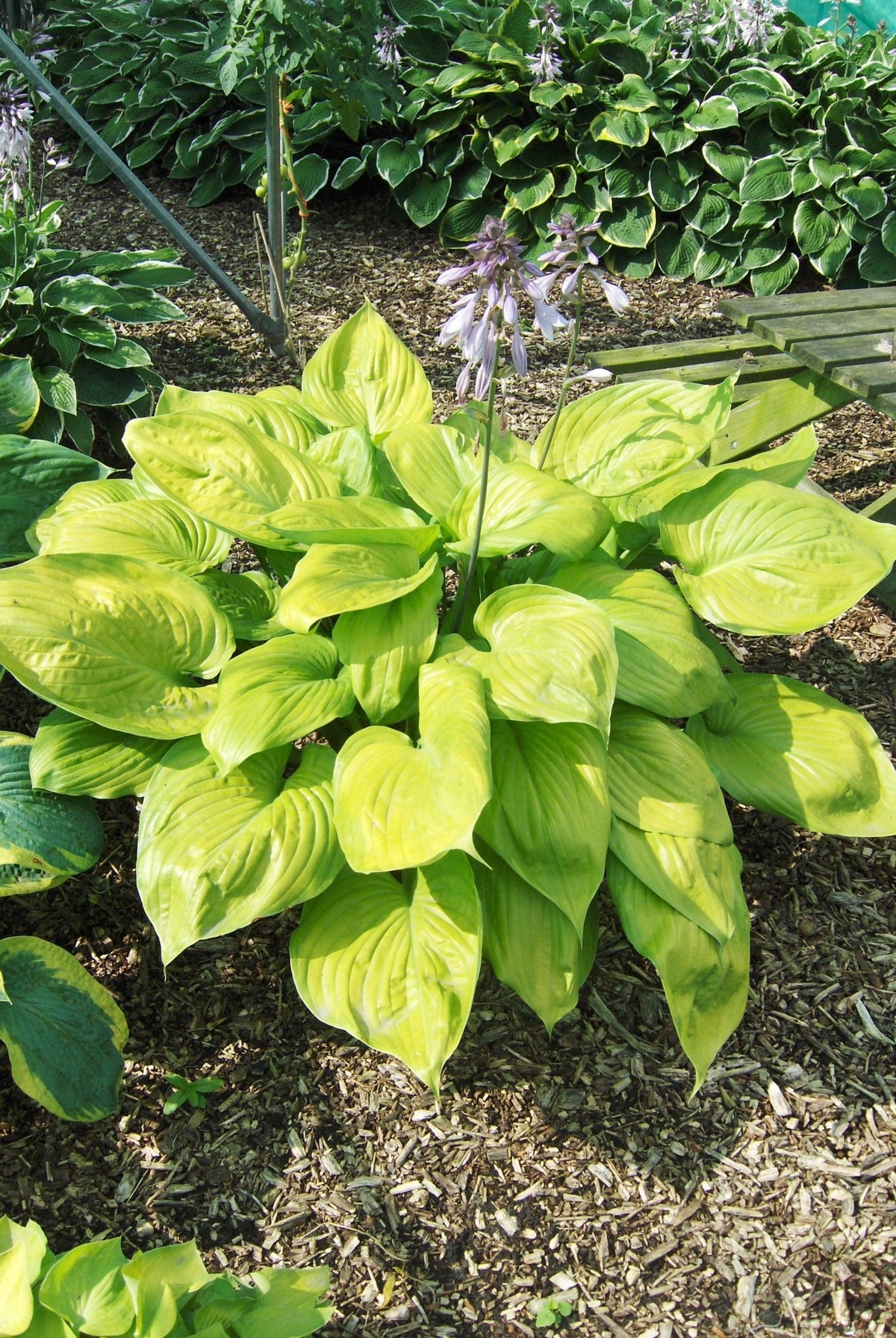 Hosta - Sum and Substance