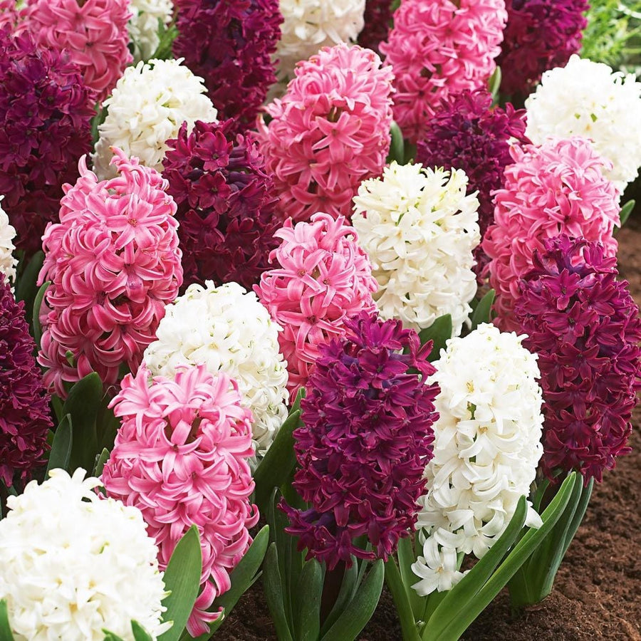 DutchFlowerBulbs Buy your Dutch flower bulbs online