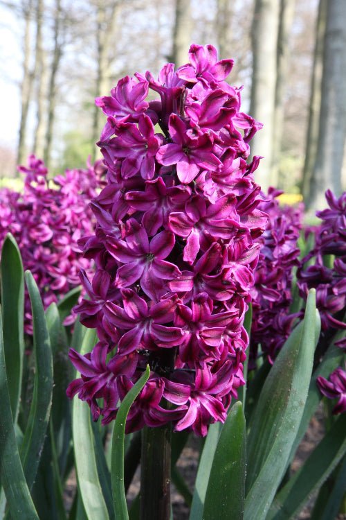 Hyacinth - Woodstock