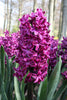 Close-up of hyacinth Woodstock with purple small florets in garden