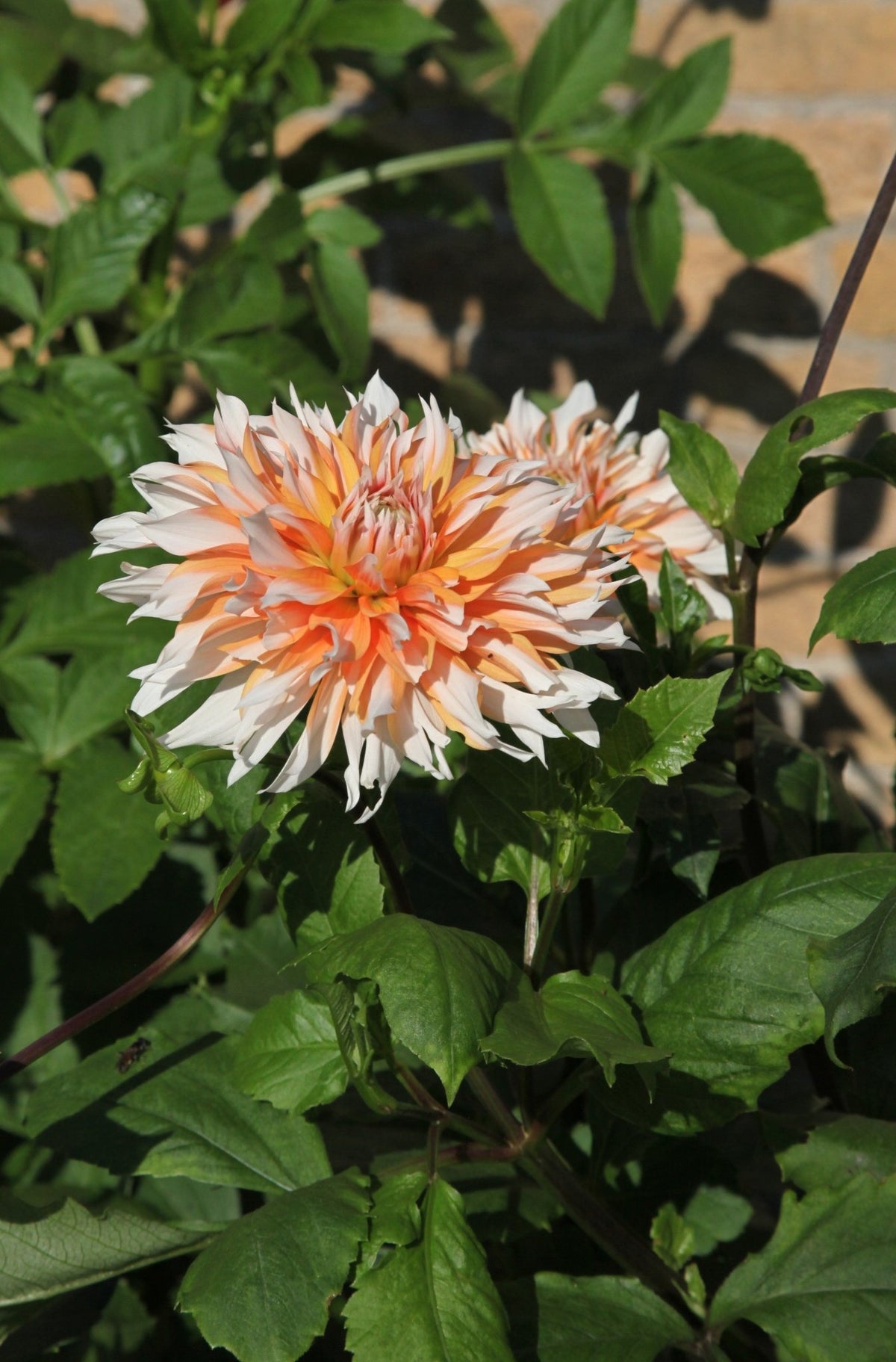 Dahlia - Holland Festival