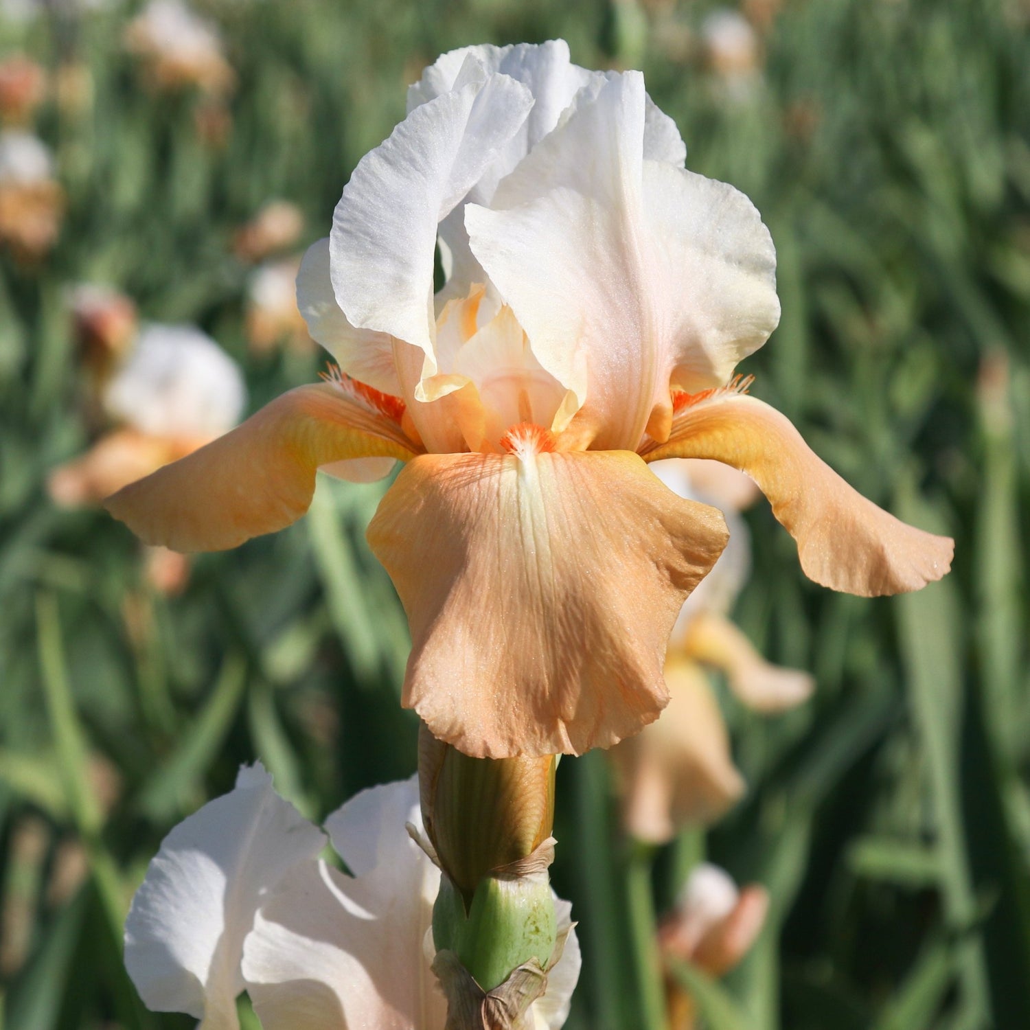 Bearded Iris - Invitation