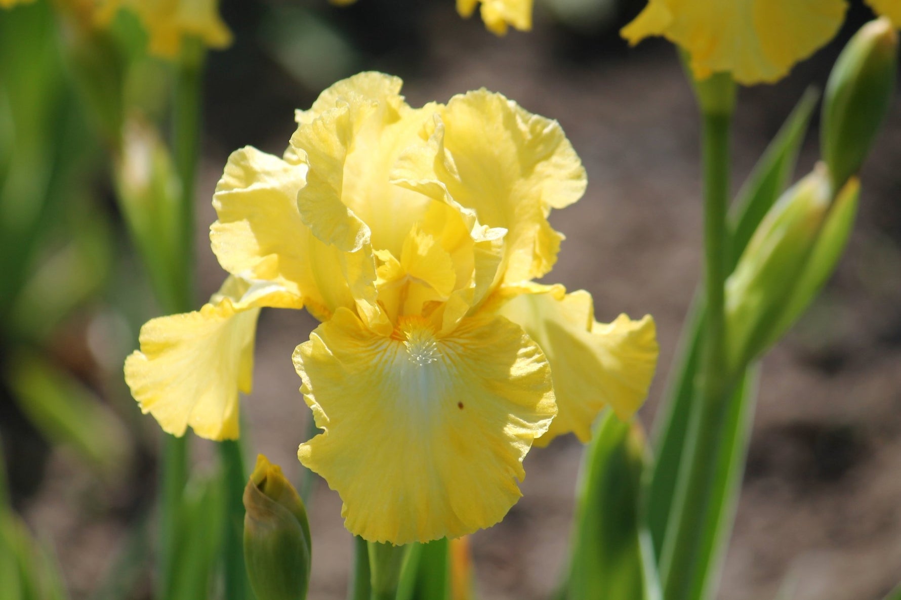 Bearded Iris - Egg Nog