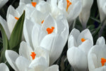 Crocus - Jeanne D' Arc