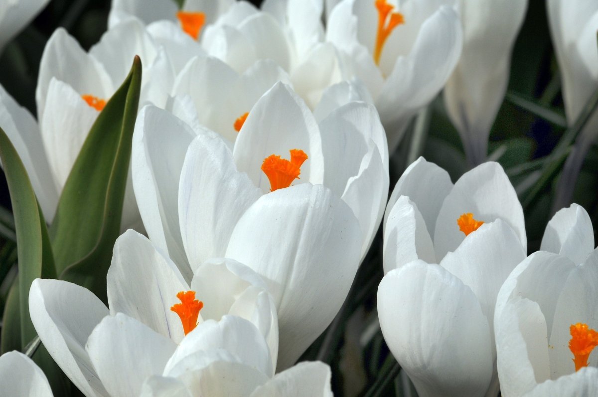 Crocus - Jeanne D' Arc