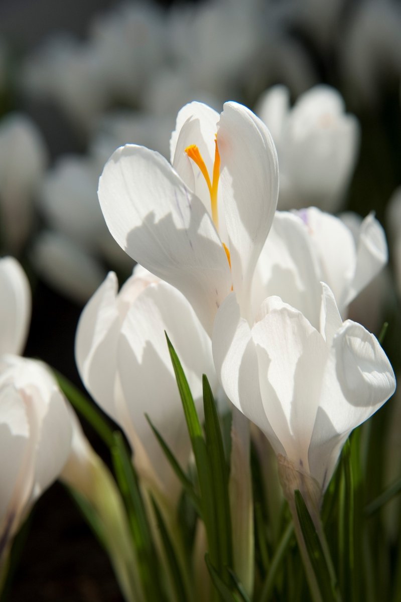 Crocus - Jeanne D' Arc