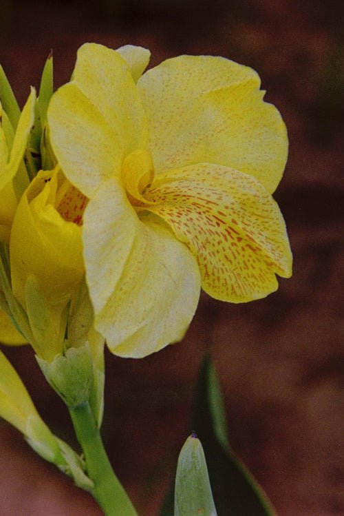 Canna - Ibiza
