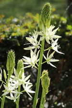 Camassia - leichtlinii Alba