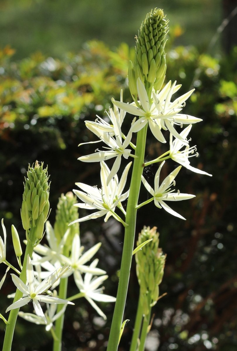 Camassia - leichtlinii Alba