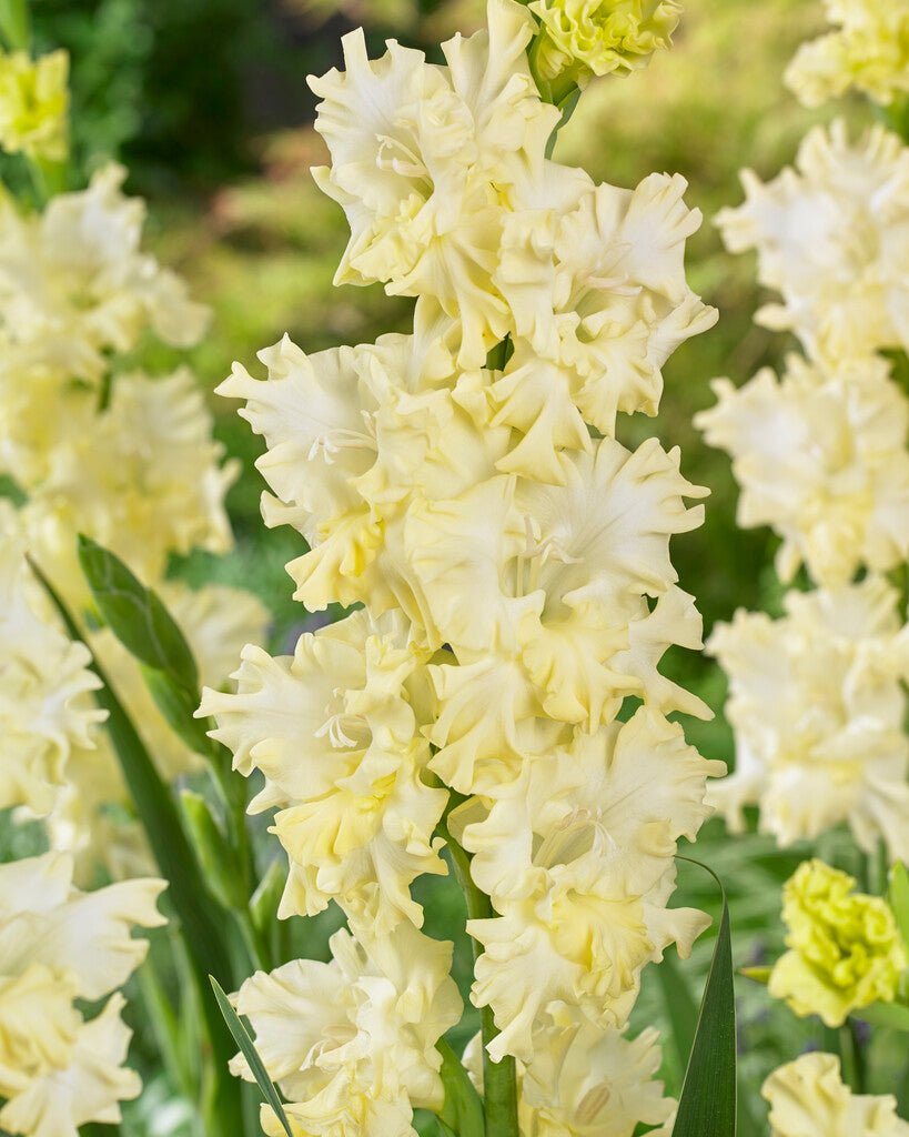 Gladiolus - Lemon Frizzle