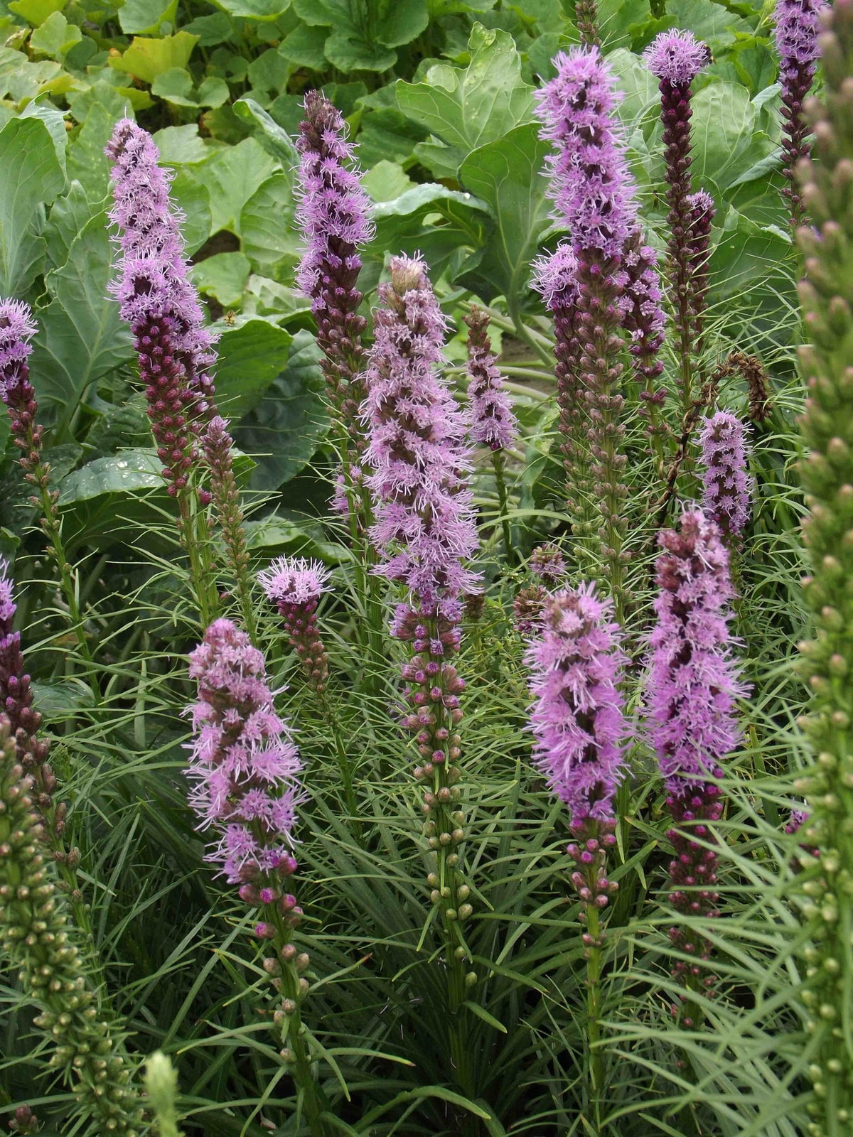 Liatris - spicata Blue