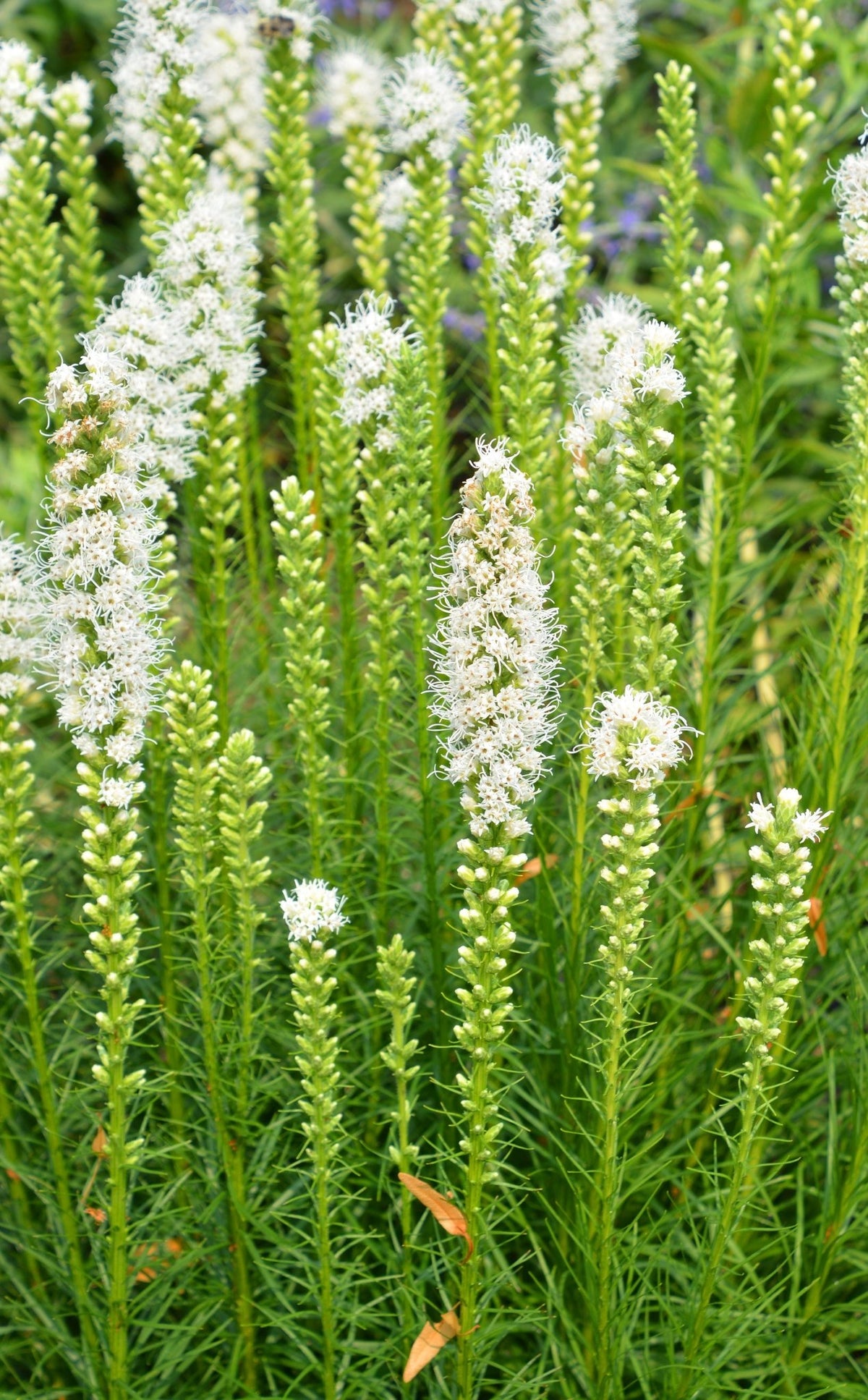 Liatris - spicata Alba