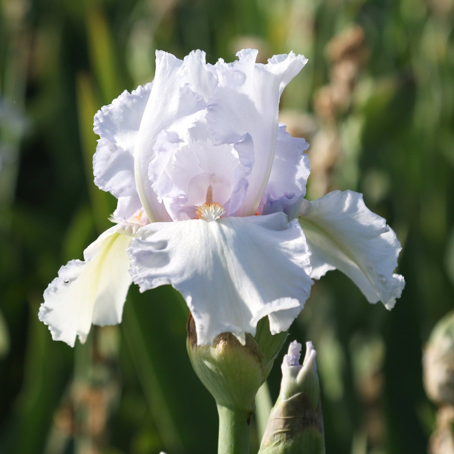 Bearded Iris - Lupita's Pride