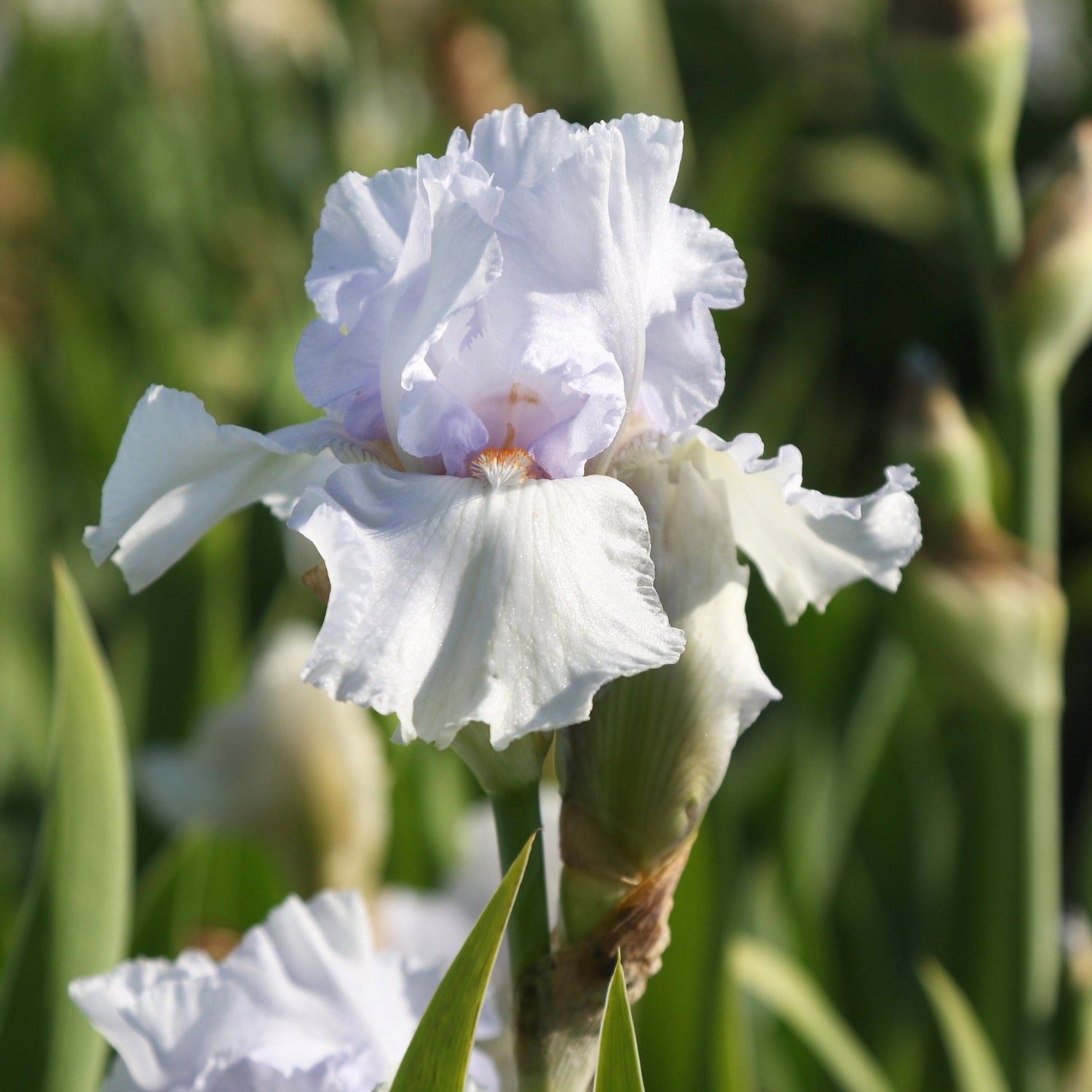 Bearded Iris - Lupita's Pride